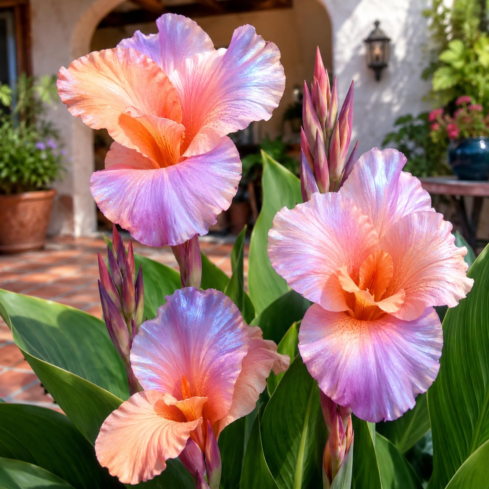 Canna Lily Bulbs for Planting Now, Excellent Display for Your Garden Plants-1 Bulb-D