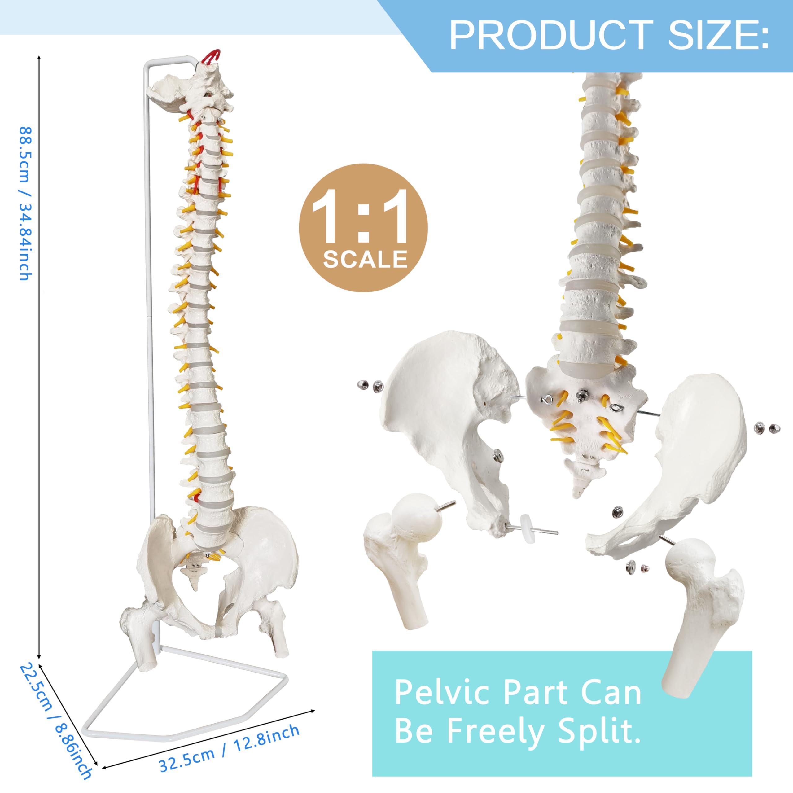 Amazon.com: 2025 全新脊柱模型,34 英吋(約87.9 公分)真人大小脊髓模型