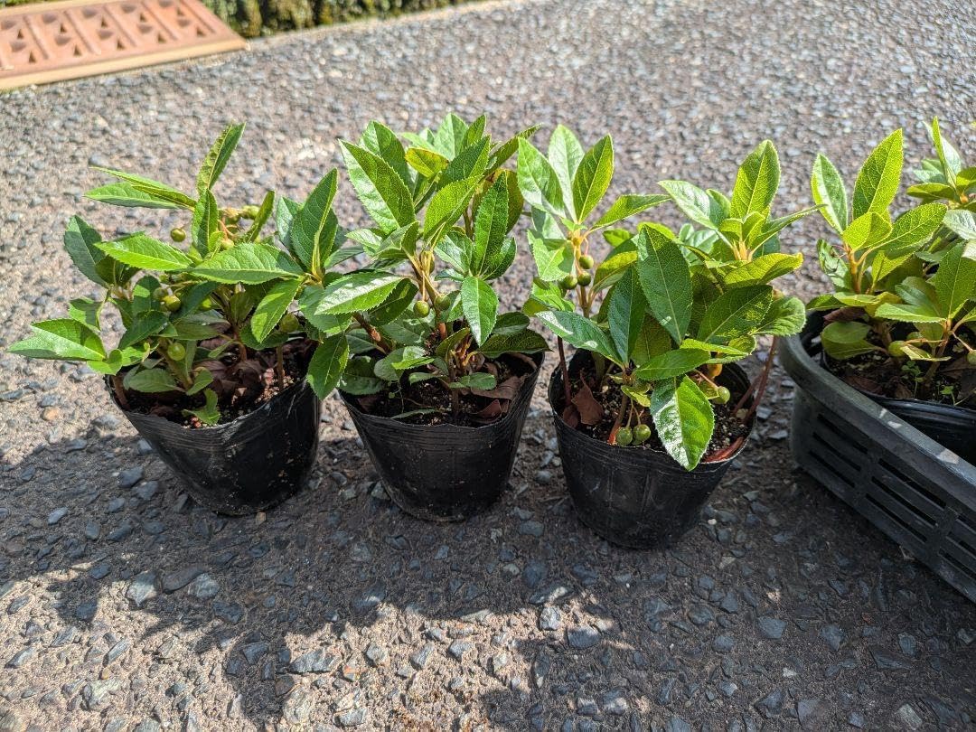 葡萄苗木　ピオーネ 超大苗 自根苗木約120㌢ 宅急便.ポット植えのまま発送 葡萄苗木 ピオーネ 超大苗 自根苗木約120㌢ 宅急便.ポット植えのまま