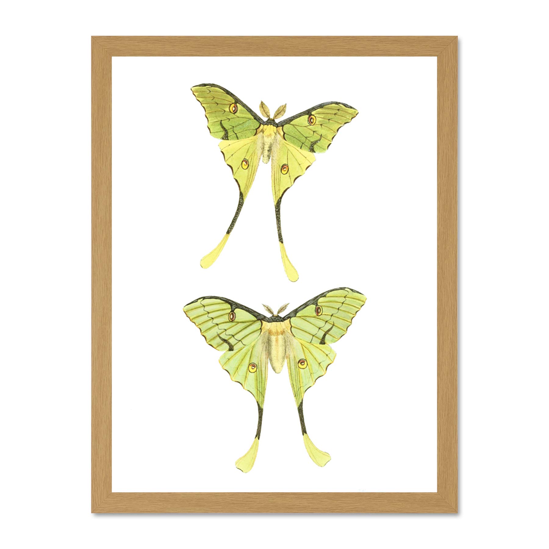 Wee Blue Coo Moths Green Illustration Large Framed Art Print Wall Poster 18x24 inch