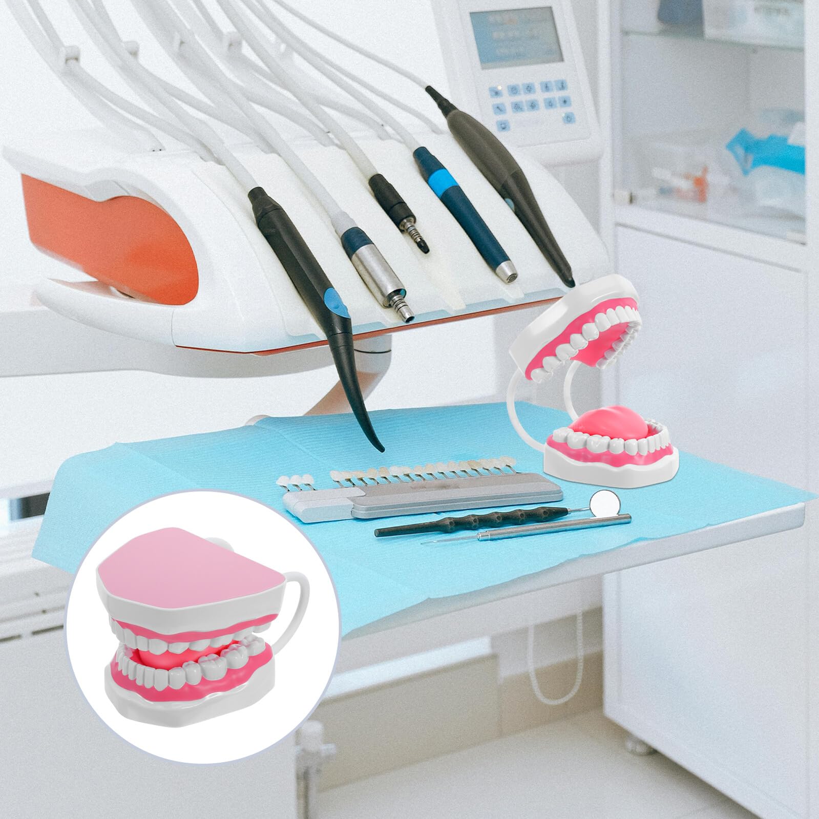 Mikinona Modello Denti Igiene Orale Ingrandito in PVC Durevole per Formazione e Studio Professionale Cura Educativa