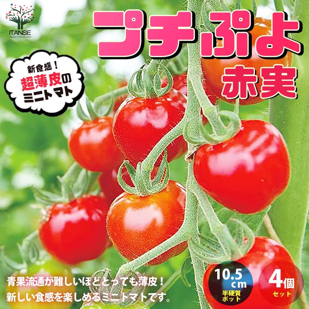 珍しいトマトの苗5本セット 珍しいトマトの苗5本セット