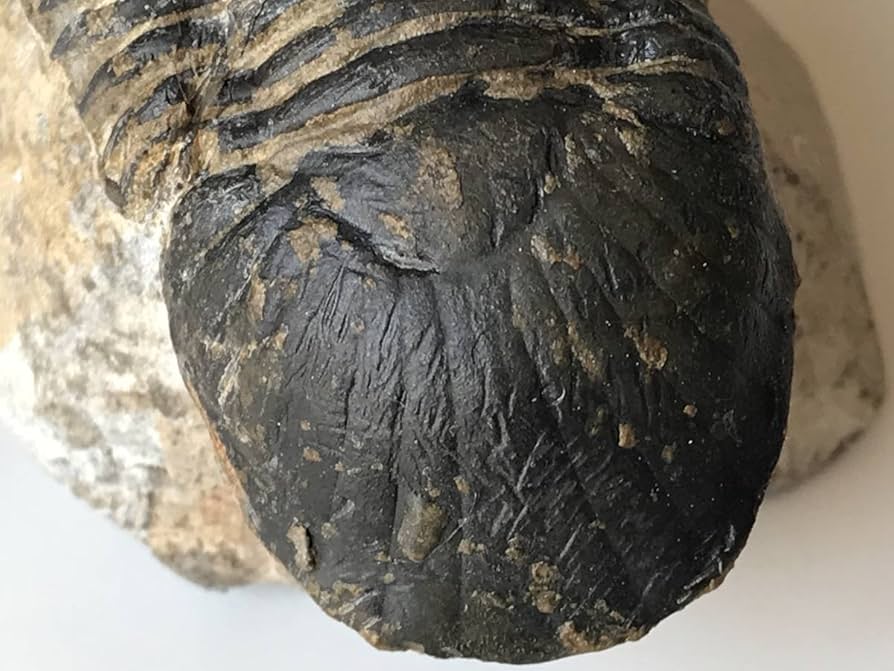 三葉虫　化石　パラレジュルス Amazon | 古生代デボン紀の三葉虫「パラレジュルス」化石 | 化石