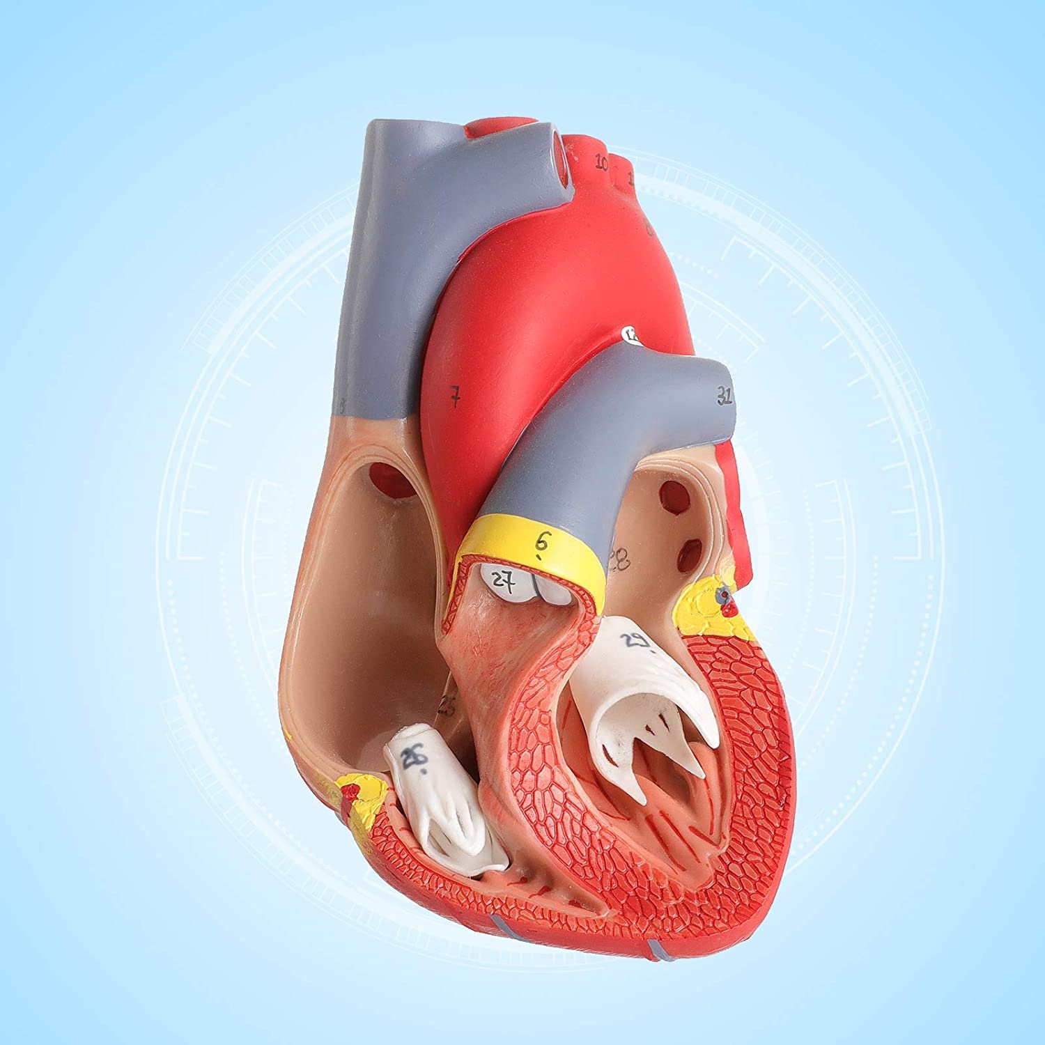 Modelo de anatomía 3D, torso y esqueleto de corazón humano, kit de aprendizaje de modelos de anatomía humana para niños, herramientas de estudio para anatomía y fisiología