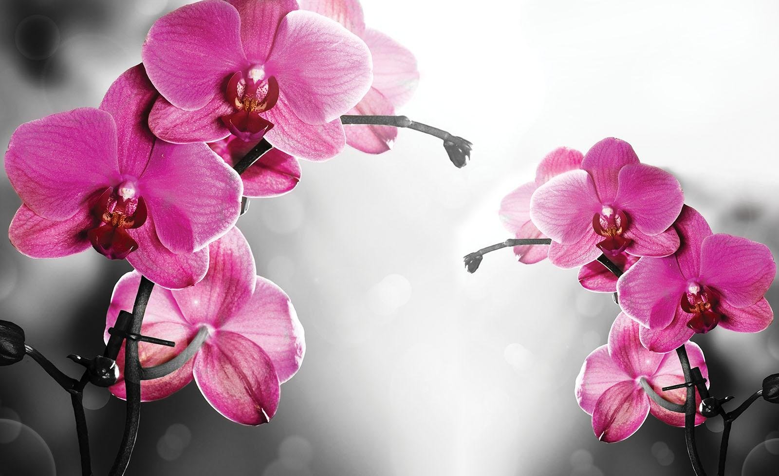 Fototapeta flizelinowa tapeta nowoczesna dekoracja ścienna różowa orchidea V8 (368 cm x 254 cm.) AMF10155V8 tapeta ścienna wzór tapeta salon sypialnia