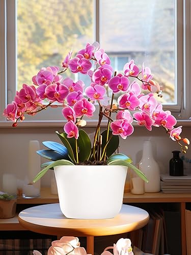 Miniatura 3 de Corteza para macetas de orquídeas, corteza de madera de pino orgánica mediana de Nueva Zelanda secada al sol para orquídeas, mezcla de compost