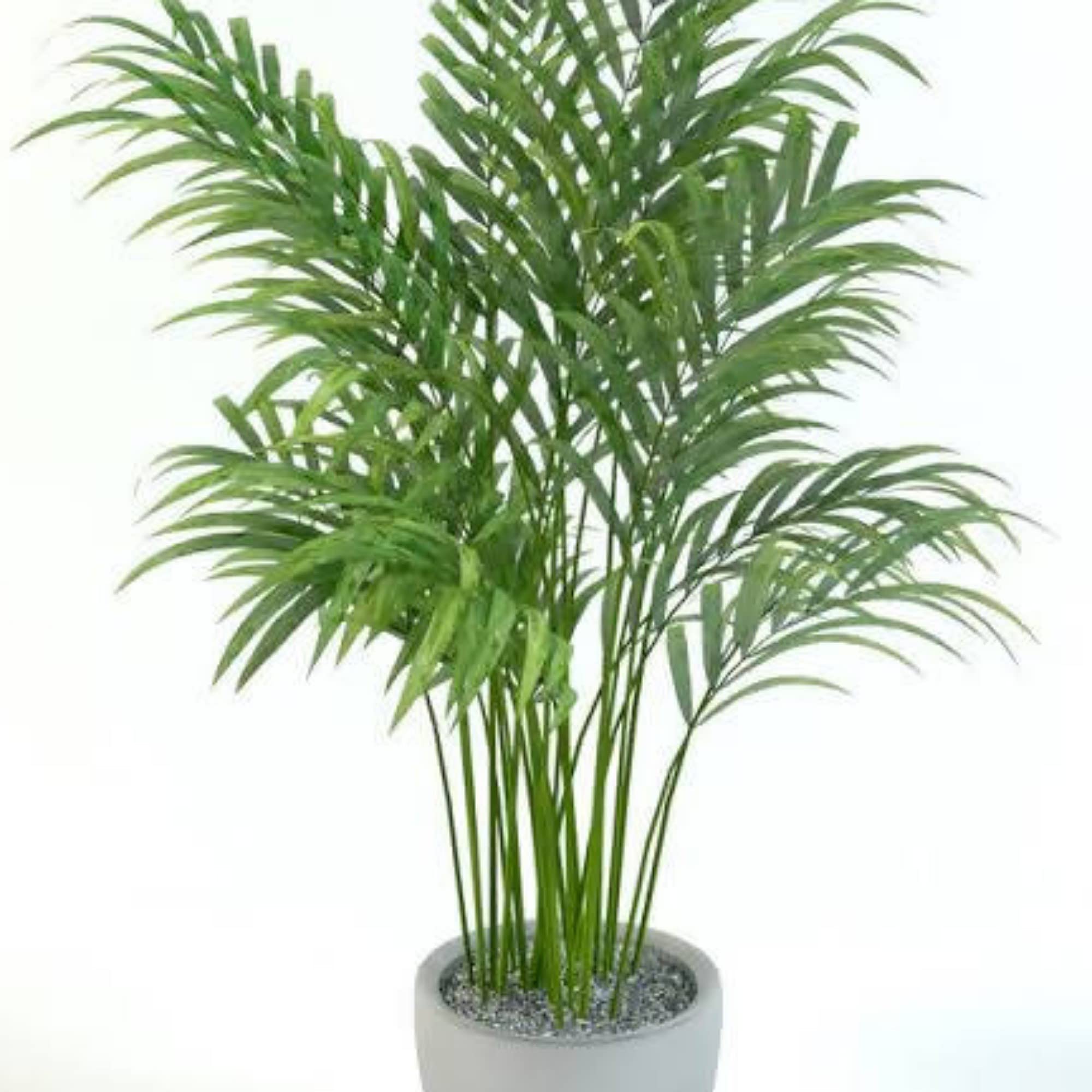 Guruji Plantation Live Indoor Palm Plant For Home and Office with Pot (Pack of 1) (Areca Palm (Dypsis lutescens)) (B0BVGLTQF1) Amazon Price History, Amazon Price Tracker