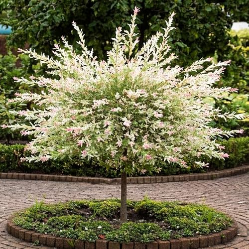 Japanese Dappled Nishiki Willow Shrub - 8-14" Tall Live Plant - Quart Pot - Ornamental Deciduous Bush - Salix Integra 'Hakuro Nishiki'