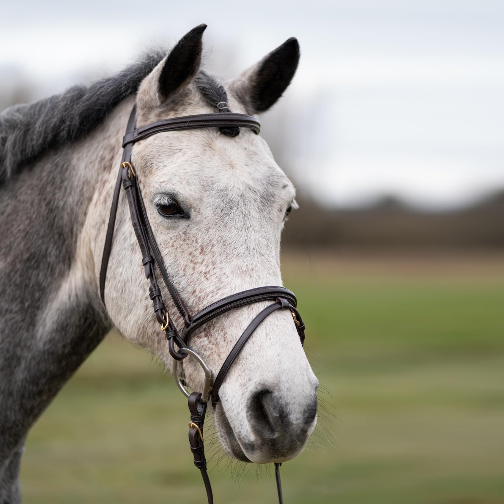Grewal Equestrian Murphy's Classic Leather Bridle, English Horse Tack (Havana, Cob)