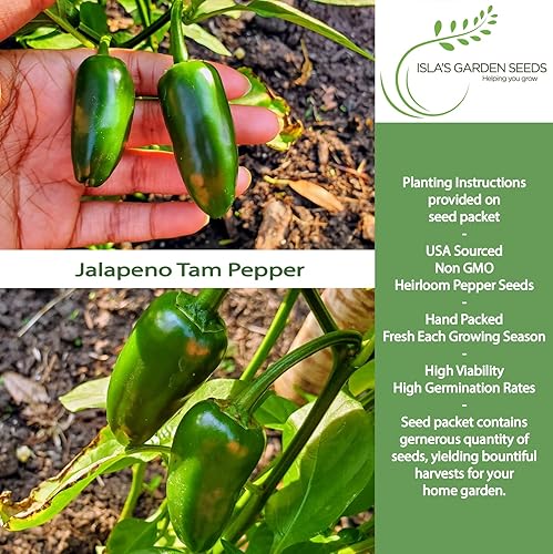 Miniatura 2 de Semillas de pimientos picantes Jalapeño Tam para plantar, más de 50 semillas tradicionales por paquete, semillas de jardín de Isla (semillas de