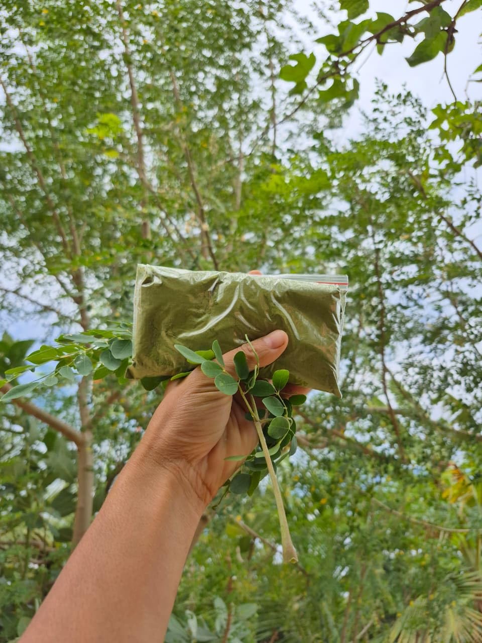 Moringa Powder Natural 100% Organic | Pure Leaf Powder, Natural & Organic-image-45