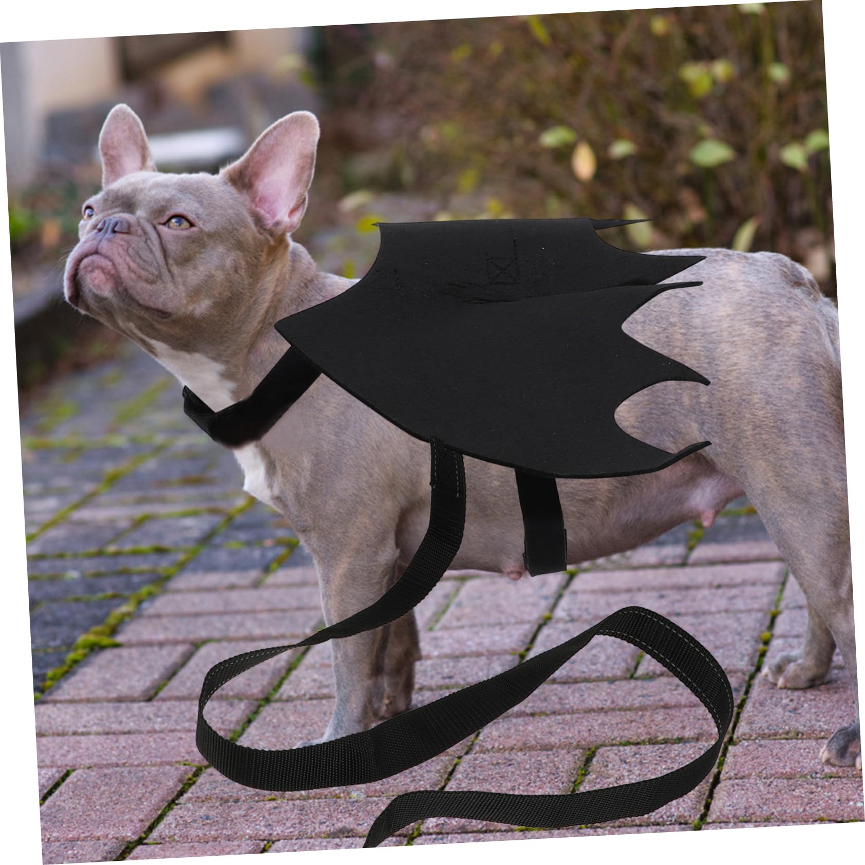 BESPORTBLE Halloween Pet Leash Cat Dog Harness Chest Strap Leash Kitten Harness Pet Supplies Decor Unique Collar Random Color