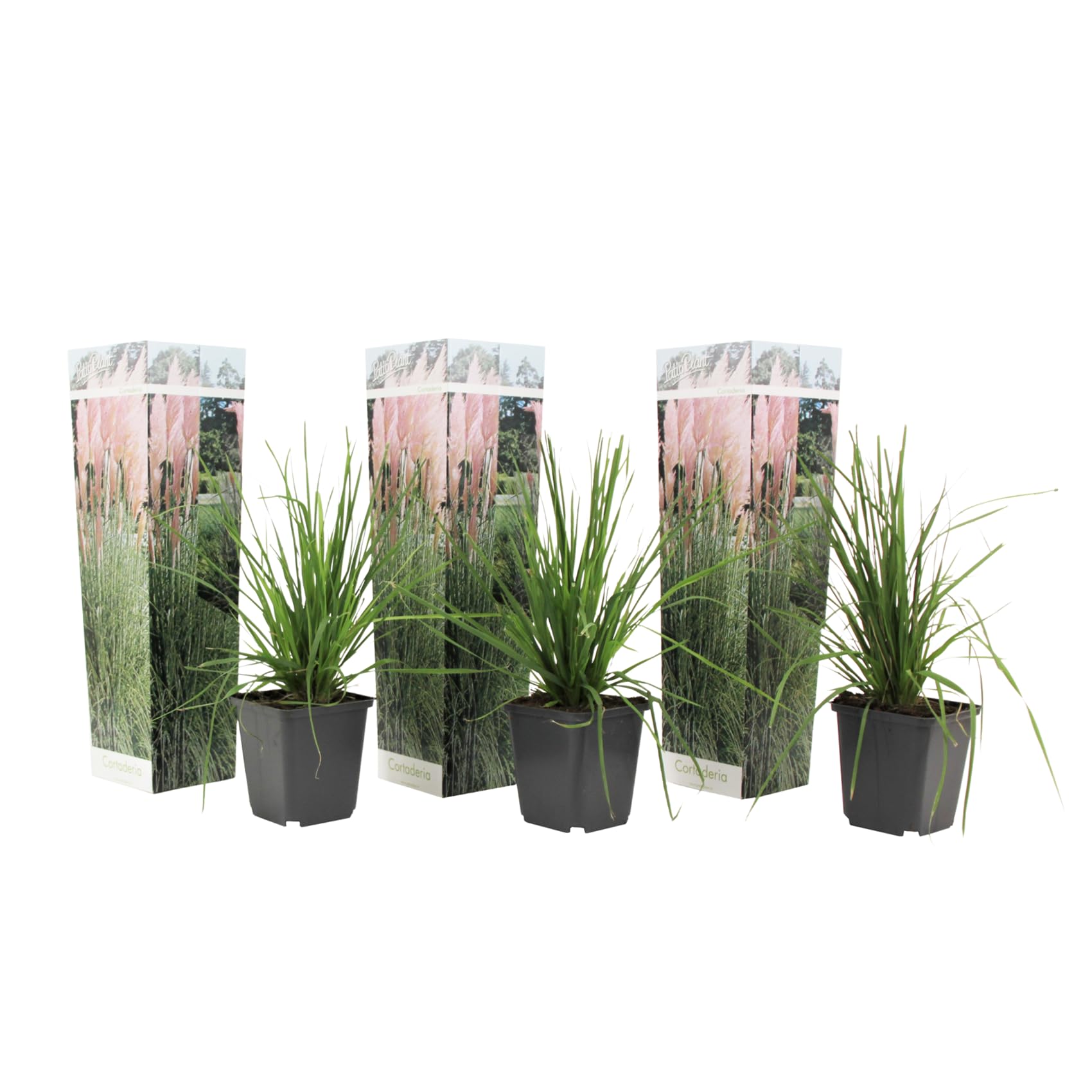 Plant in a Box - Erba pampa rosa - Set di 3 - Cortaderia Selloana - Vaso 9cm - Altezza 25-40cm