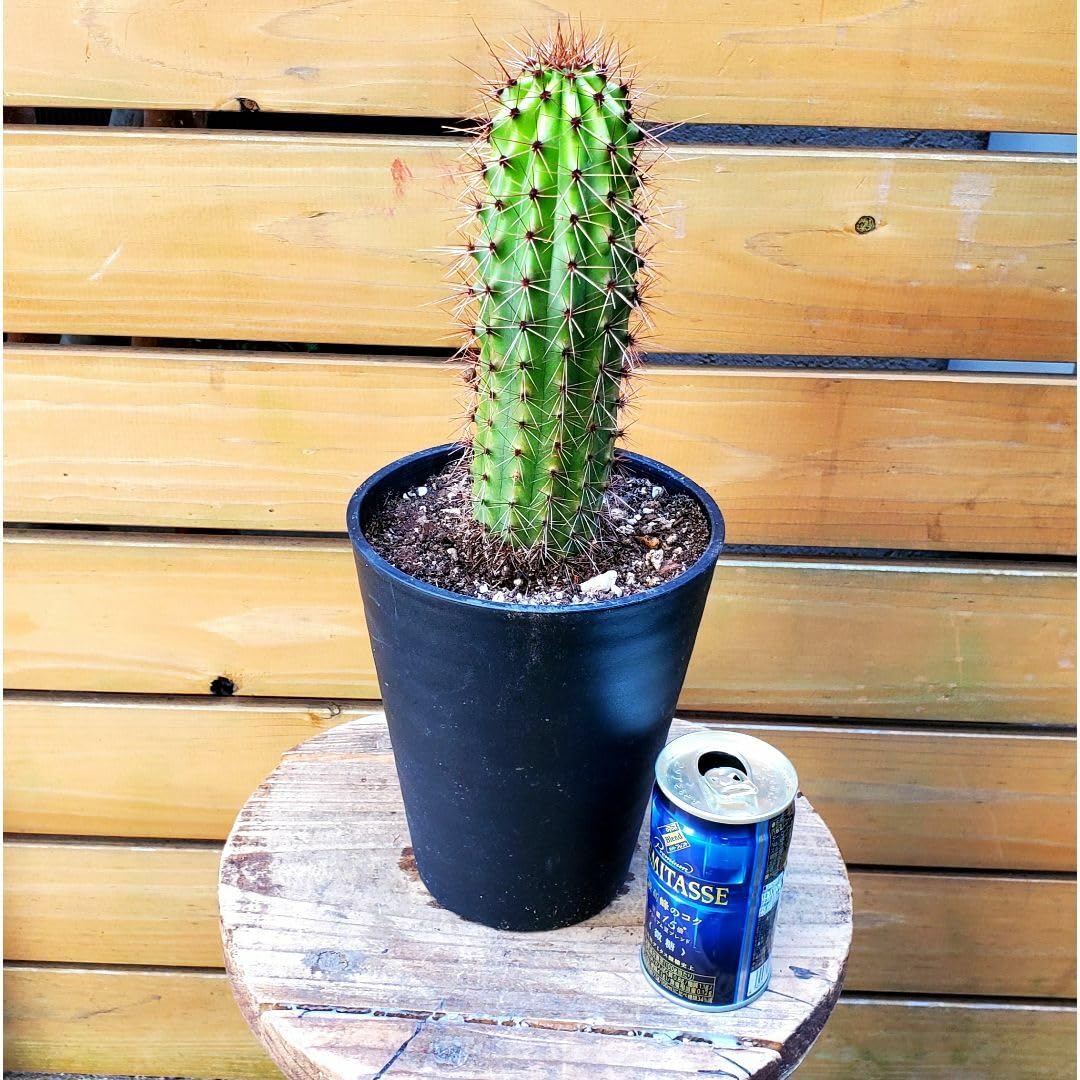 Amazon.co.jp: 巨大柱サボテンステノケレウス属大王閣(5号鉢）高さ約