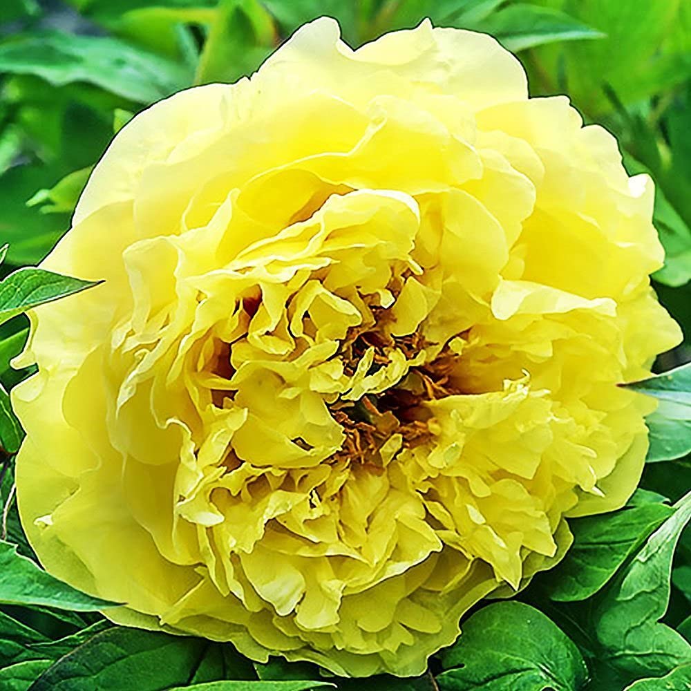 Pivoine de Chine Primavere : bulbe de plantes vivaces pour jardin extérieur