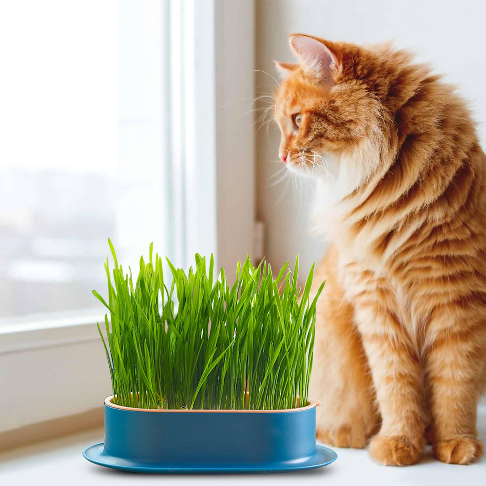 2 Piezas Caja de Hierba para Gatos, Maceta hidropónica para Hierba Gato, Kit de Cultivo de Hierba para Gatos, Caja Plantación Hierba, Bandeja para Hierba de Gato Apto para Todos los Gatos