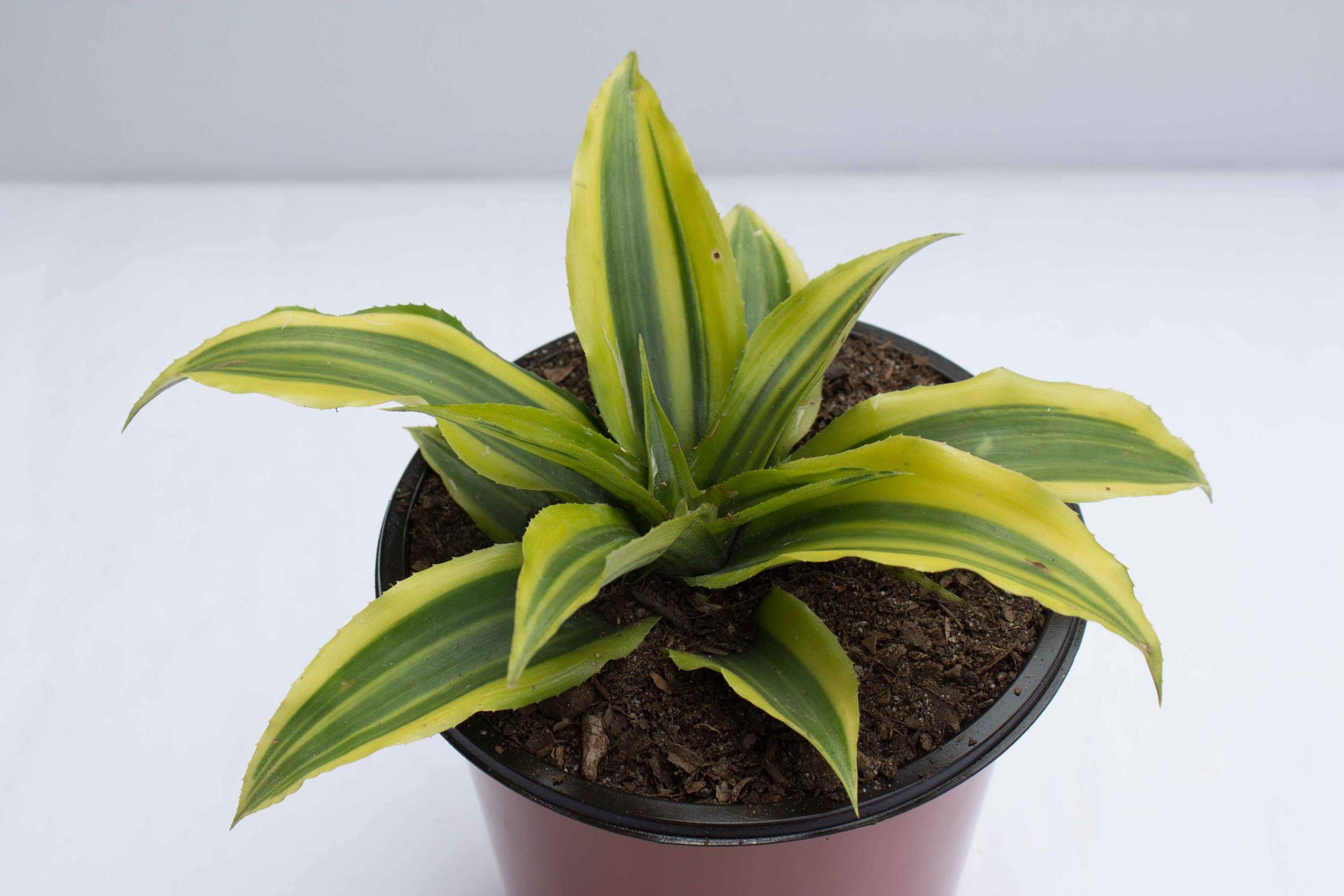 Rudyn Gladioli Farm,Cryptanthus Acaulis Variegata, Live Plant (B08H5BQSQC) Amazon Price History, Amazon Price Tracker