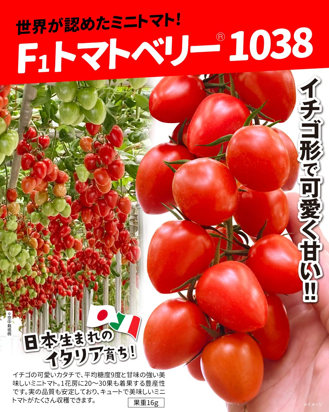 Amazon.co.jp: 種 野菜たね トマト F1トマトベリー（R） 1038 1袋（6粒