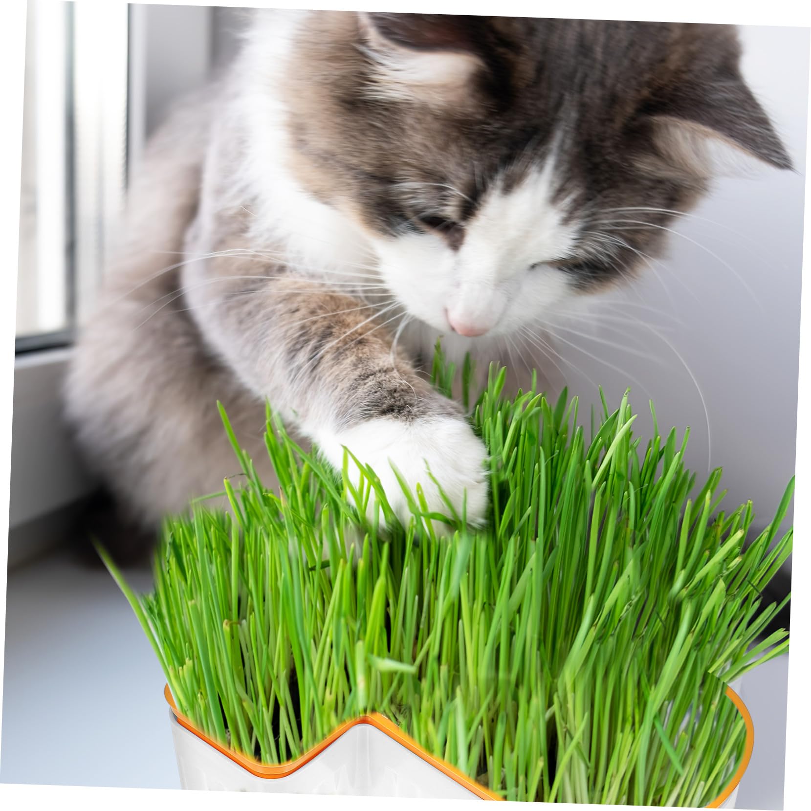 Didiseaon Lot De 3 Bacs À Herbe À Chat Hydroponiques Bacs À Plantes pour Chat