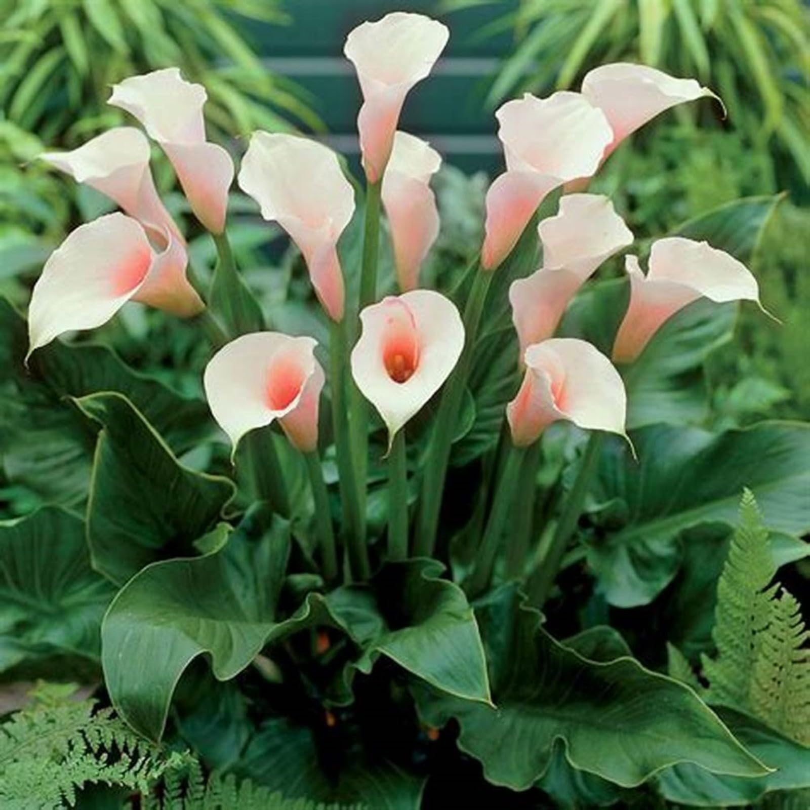 Calla Lily Bulbs,Garden Flowers,Calla Lily Bulbs for Planting Now UK,Plant Bulbs,Hardy Perennial,Wedding Flowers,Cut Flowers,Strong Plants That Grow Well-10bulbs-C