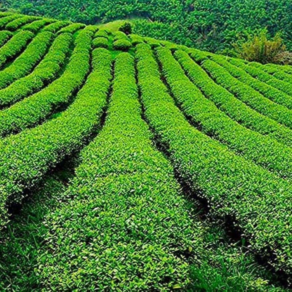 CAFES GUILIS DESDE 1928 AMANTES DEL CAFE Infusión Orgánica de Frutos Rojos en Hoja Caja 15 Pirámides - Pack 4