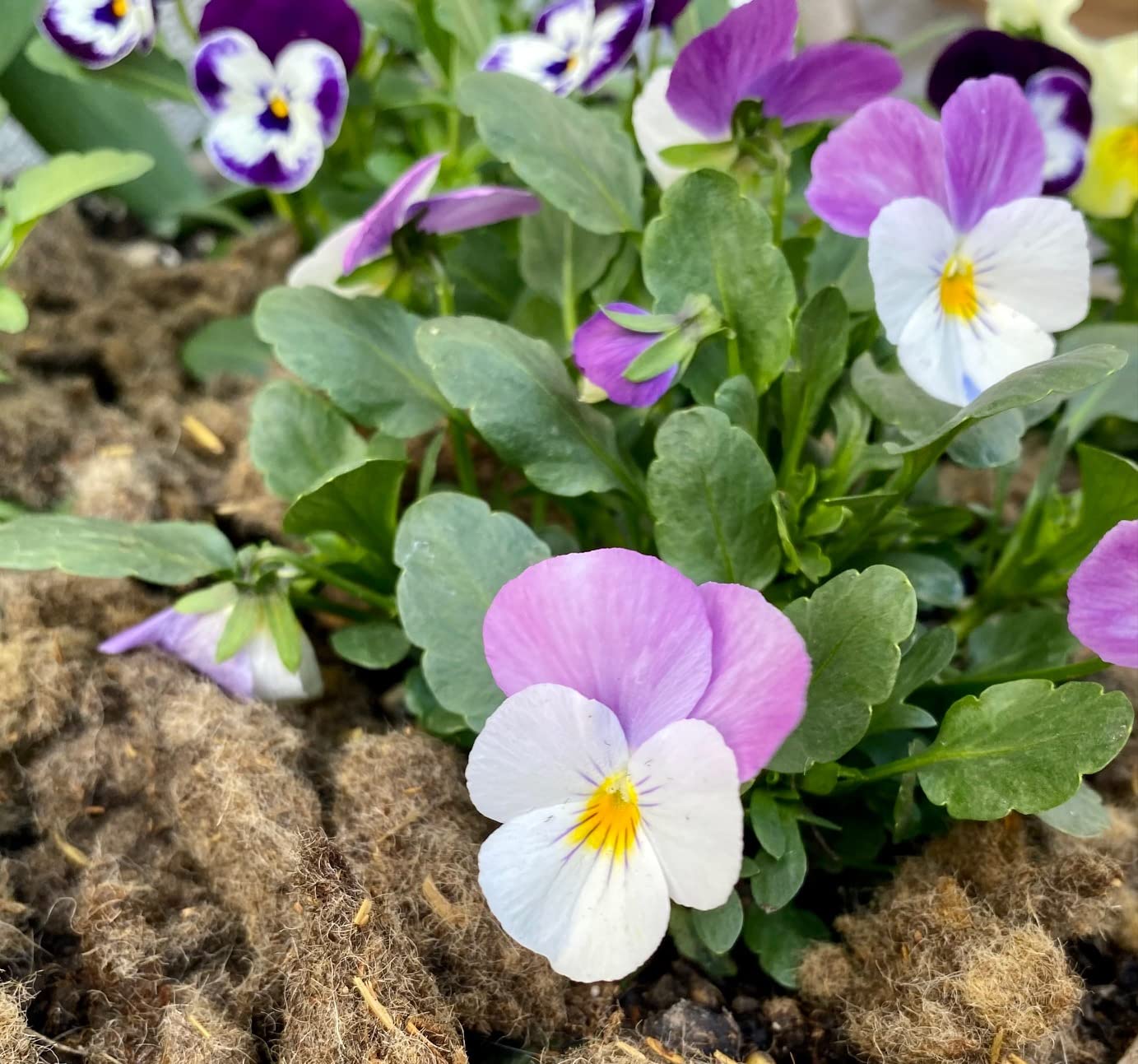 Schafwolle Öko-Dünger, Gartendünger für alle Pflanzen, 100% natur, unverpresste Nährstoff-Düngung für Gemüse, Blumen, Baum- und Strauchdünger (4 kg, Flocken, geschnitten)