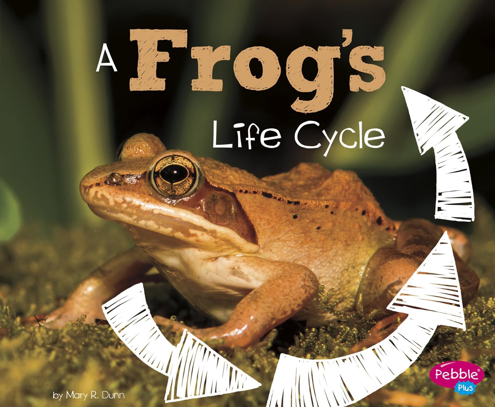 A Frog's Life Cycle (Explore Life Cycles) Paperback – Illustrated, 1 Aug. 2017