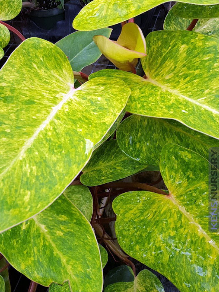 Amazon.com : Rare Painted Lady Philodendron Collector's Series - 4" Pot :  Patio, Lawn & Garden