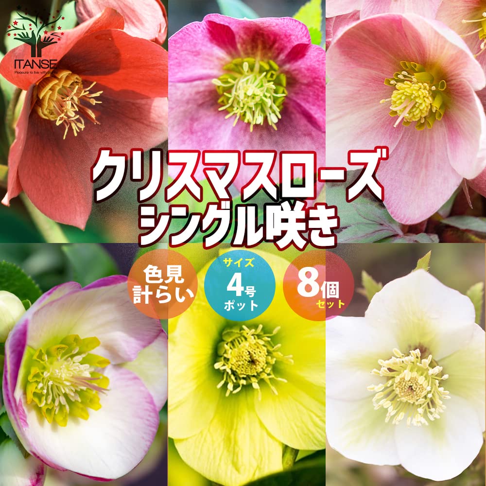 の*ん様 ☘️スペシャルイベント☘️826【いちごみるく】クリスマスローズ Amazon.co.jp: クリスマスローズ 
