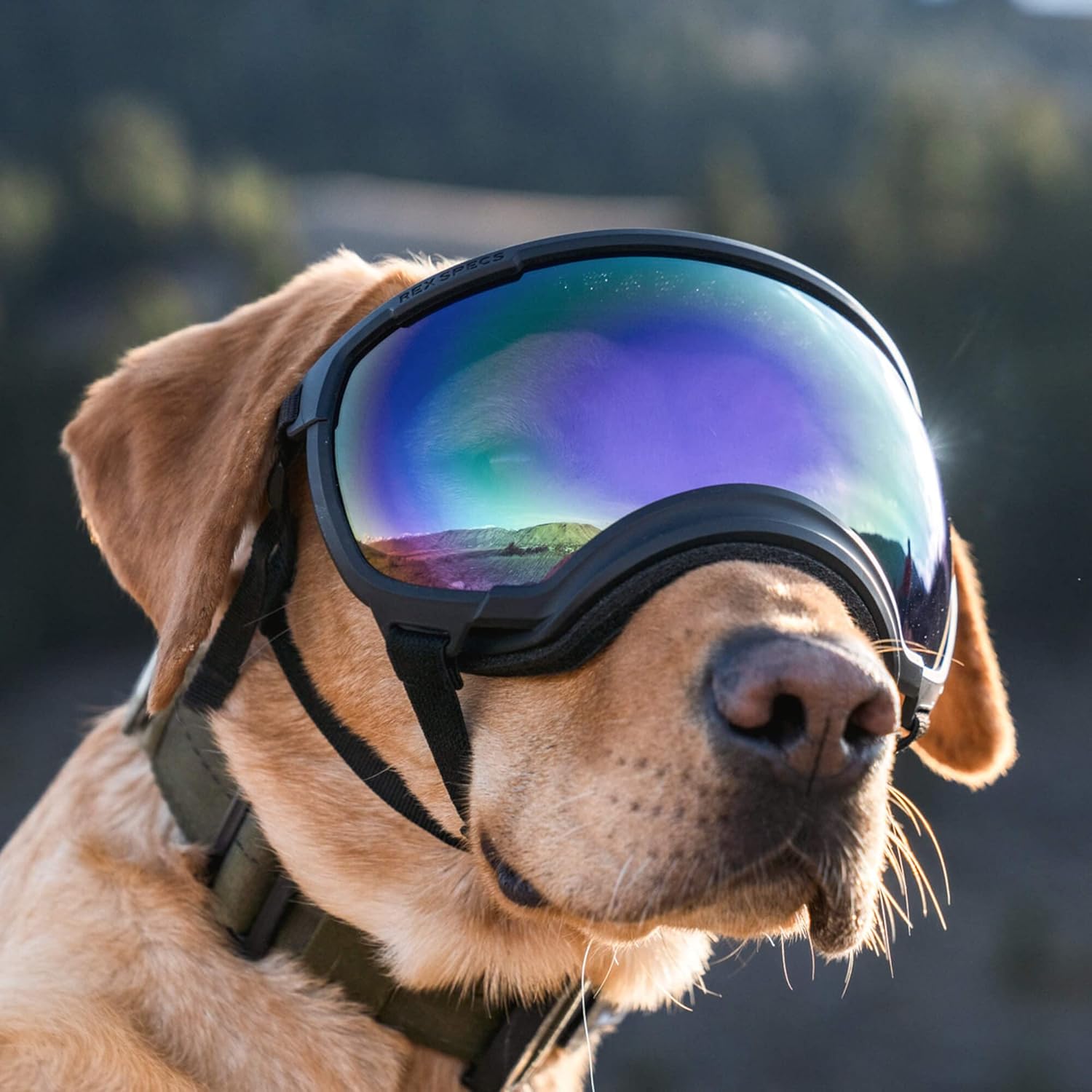 Rex Specs V2 Dog Goggles (Large, Black) Pet Supplies