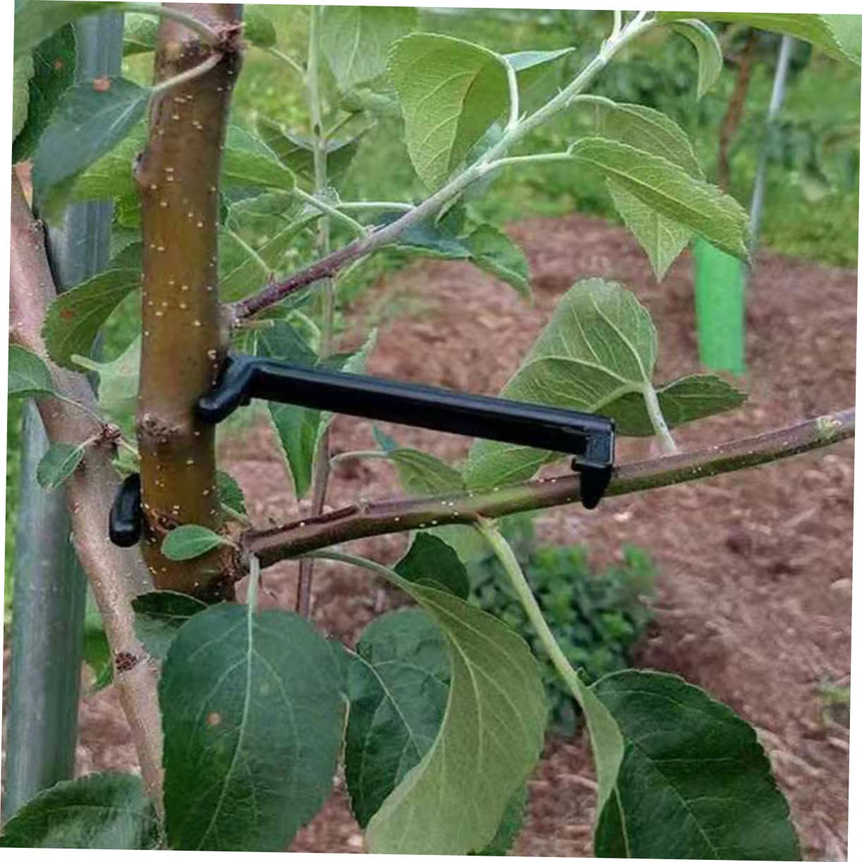 INOOMP 50stücke Teiliges Pflanzenzweig Spreizer Verstellbare Clips Zur Unterstützung Von Pflanzen Für Effektives Biegen Und Formen Von Obstbäumen Und Gartenpflanzen