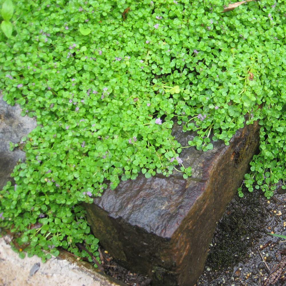 Mint Plug Plants. 'Corsican'. Mentha. Compact, Dwarf Variety Ideal for Ground Cover and Pathways.Medium Plug Plant x 4. Available from Bedwen Plants.