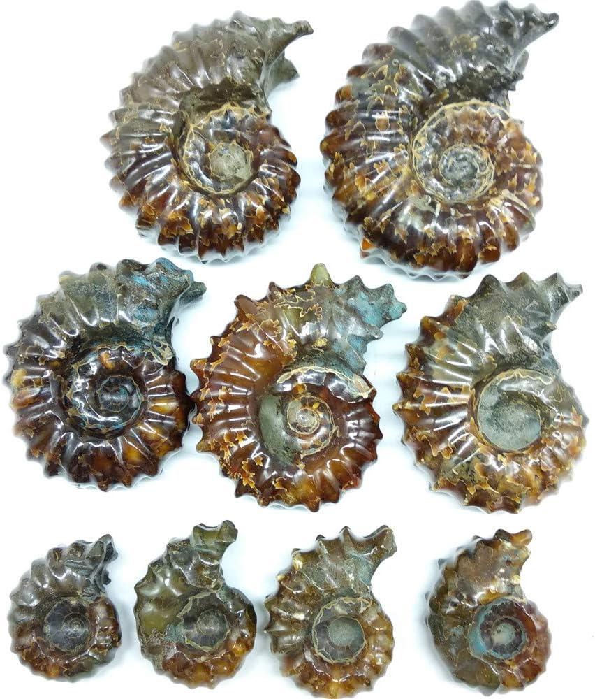 LIXUAN Goat Horn Ammonite Fossil Iridescent Natural Polished Douvilleiceras Ammolite Ancient Opalized Spiral Stone Mineral Shells (70-80MM)