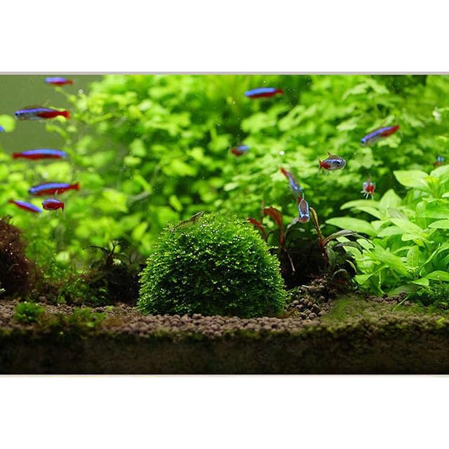 Foto 4 de 7 de WANGCL Filtro de bola de musgo, creativo acuario pecera, bola de hierba con bolas minerales