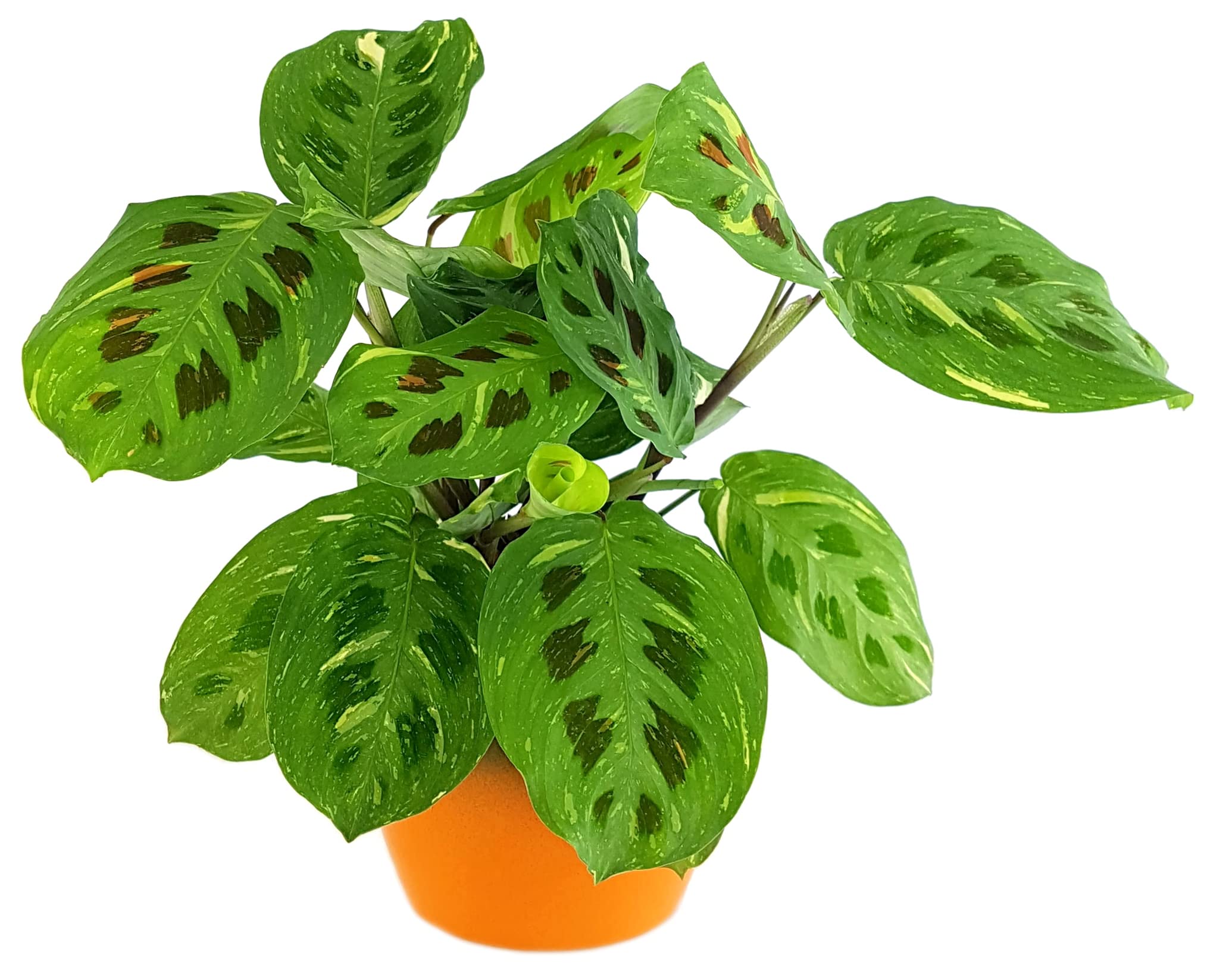 Fangblatt - Maranta kerchoveana variegata - panaschierter Pfeilwurz -  auergewhnliche Zimmerpflanze im  12 cm Topf : Amazon.de: Garten