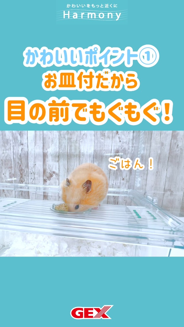 Amazon | ジェックス Harmony ハーモニーランウェイ600 グラス