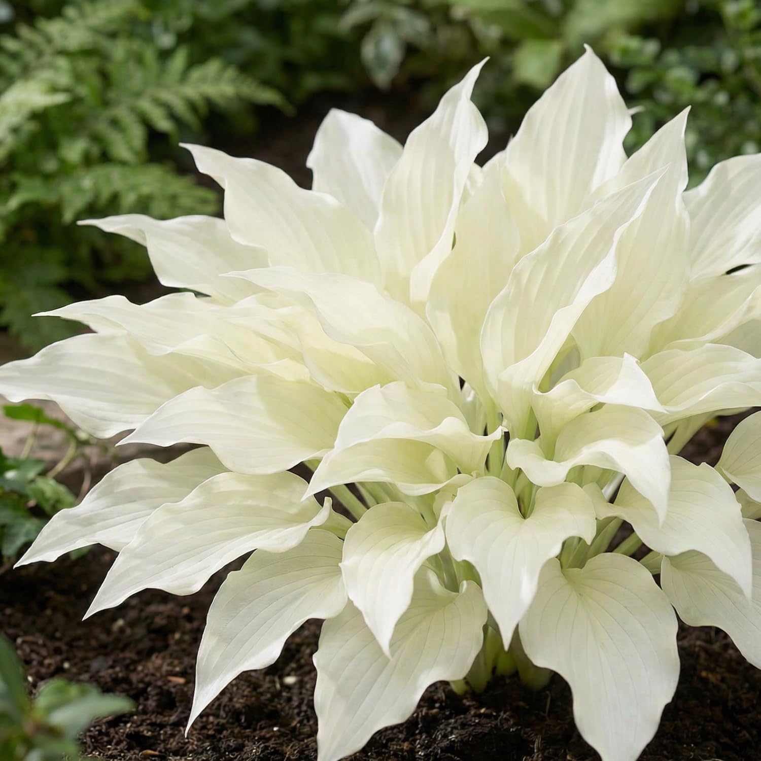Hosta Pflanze Winterhart - Funkien White Feather - 3 Wurzeln - Stauden Mehrjährig Winterhart - Bodendecker - Pflanzen aus Holland (kein Samen, zwiebeln und nicht künstlich)