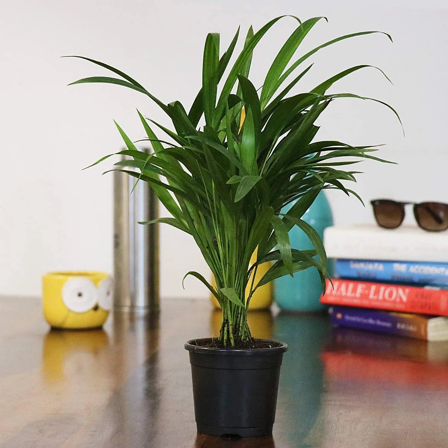MorningVale Areca Palm Plant with Pot | Areca Palm Air Purifier Natural Live Plant with Pot Indoor | Areca Palm Live Plant (B0C14J3GDP) Amazon Price History, Amazon Price Tracker