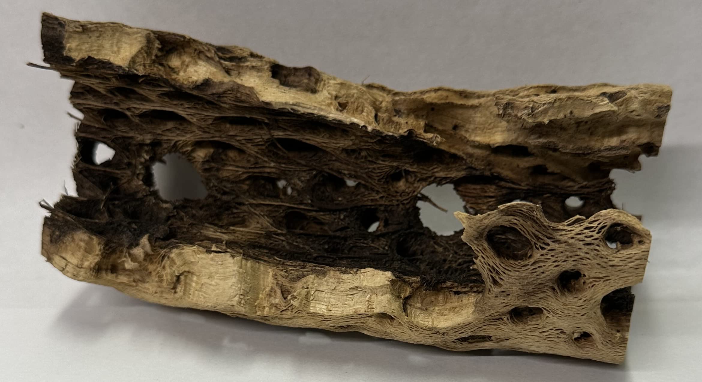 Awesome Industries Natural Cholla Wood Chunk Air Plant Display Holders Individually Unique Decorative Stands Holder (Cholla Chunk)