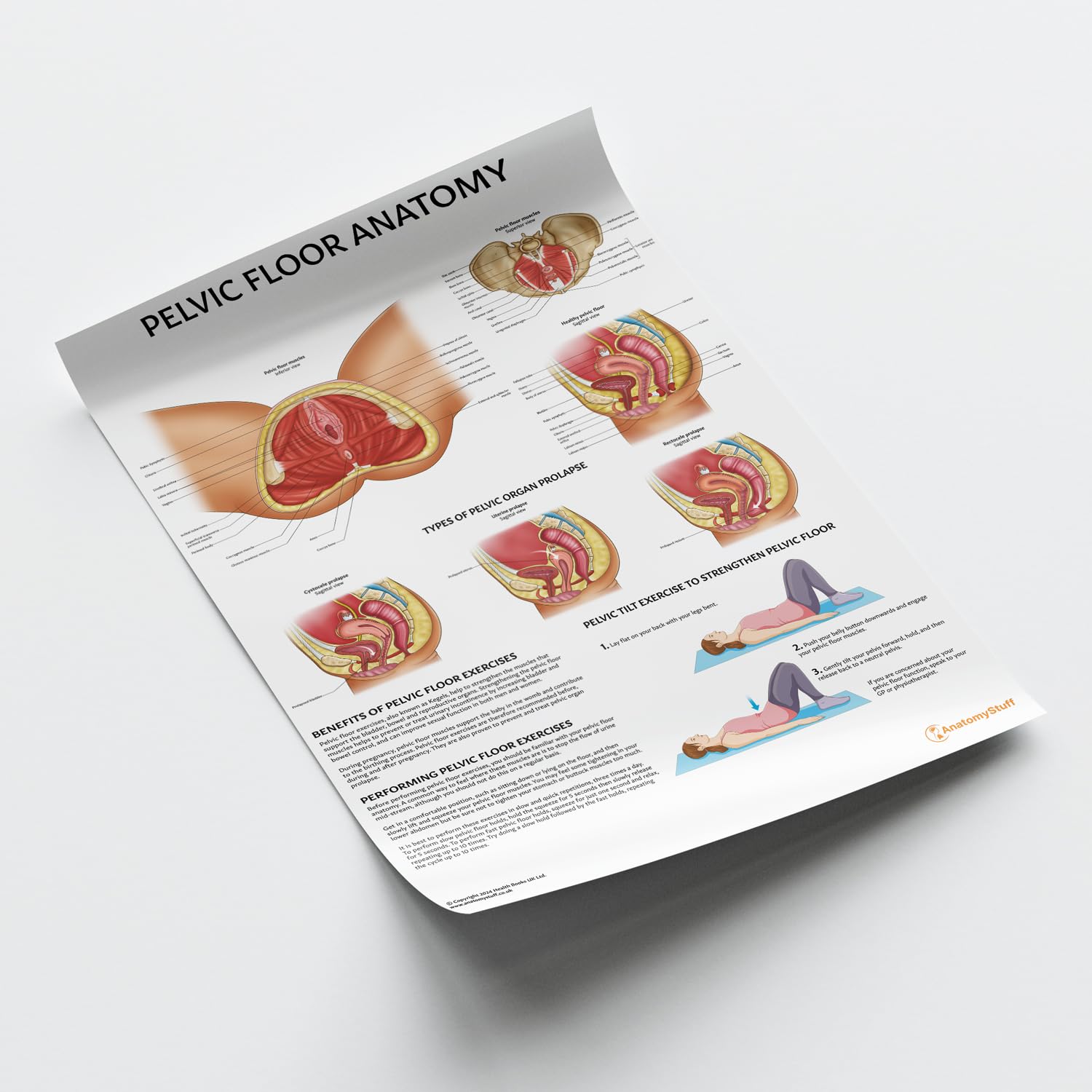 AnatomyStuff Poster: Beckenbodenanatomie, 45 x 60 cm, für Klassenzimmer, Klinik & Heimbüro