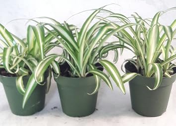 Ocean Spider Plant - 4'' Pot 3 Pack for Better Growth - Cleans the Air/Easy to Grow