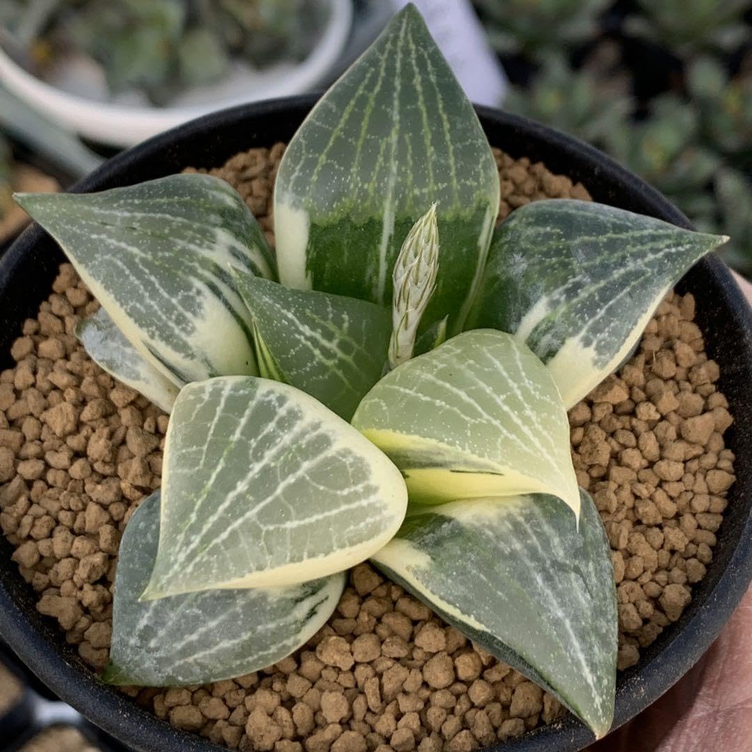 ☆☆水晶コンプト錦＊ハオルチア＊錦☆☆ ハオルチア 水晶コンプト錦