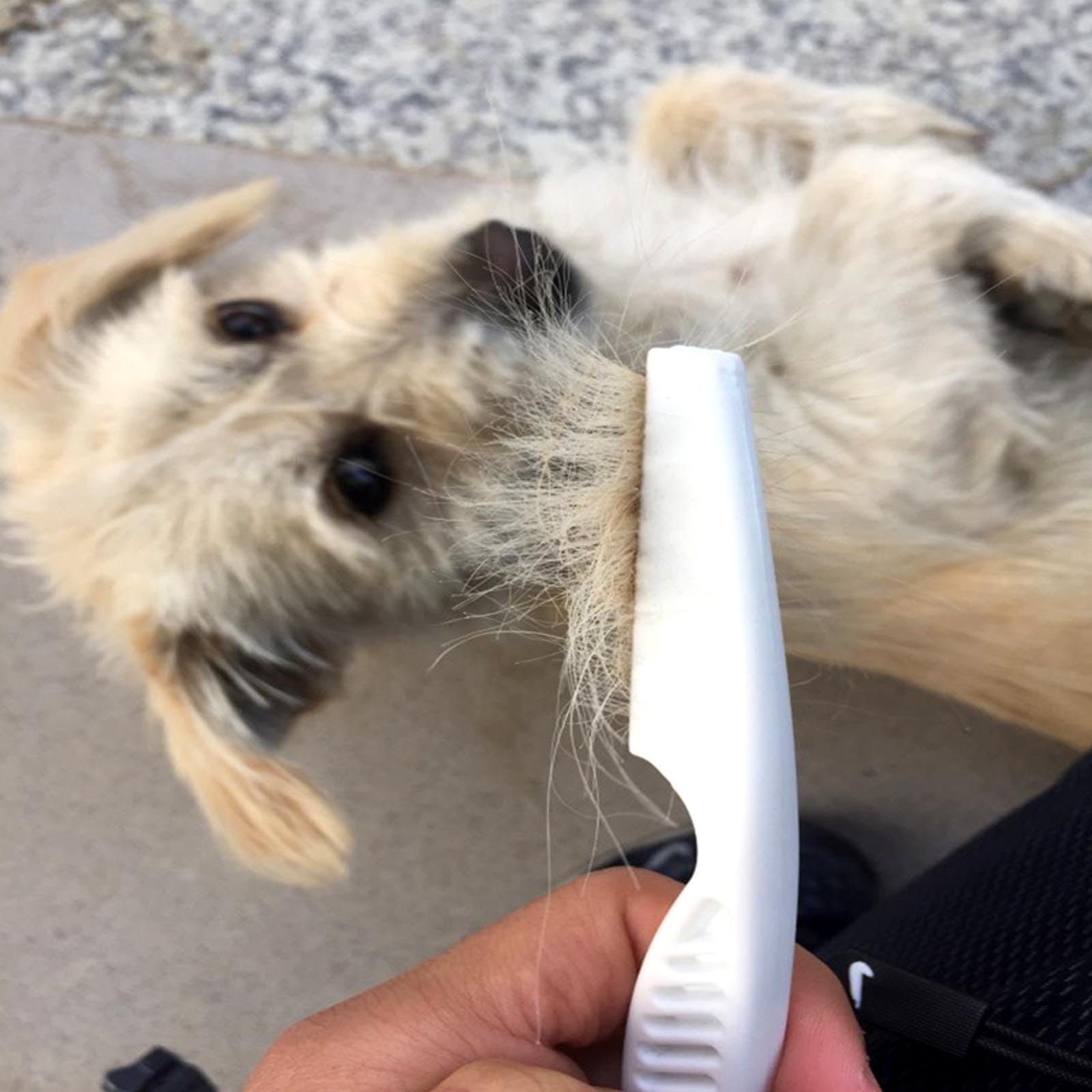 AYNKH pack de 2 peignes pour animaux de compagnie, peigne pour chien et chat en acier inoxydable, dents rondes pour enlever les marques de larmes de puces de poux
