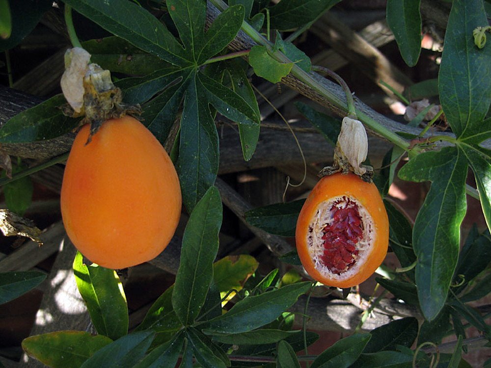 Amazon.com : Blue Passion Flower 35 Seeds -Passiflora caerulea