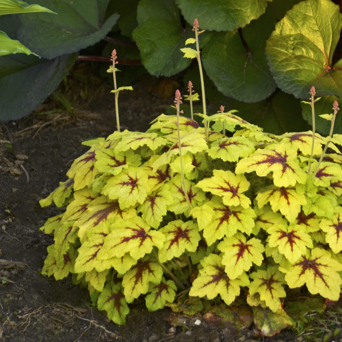 Catching Fire Heuchera Starter Perennials