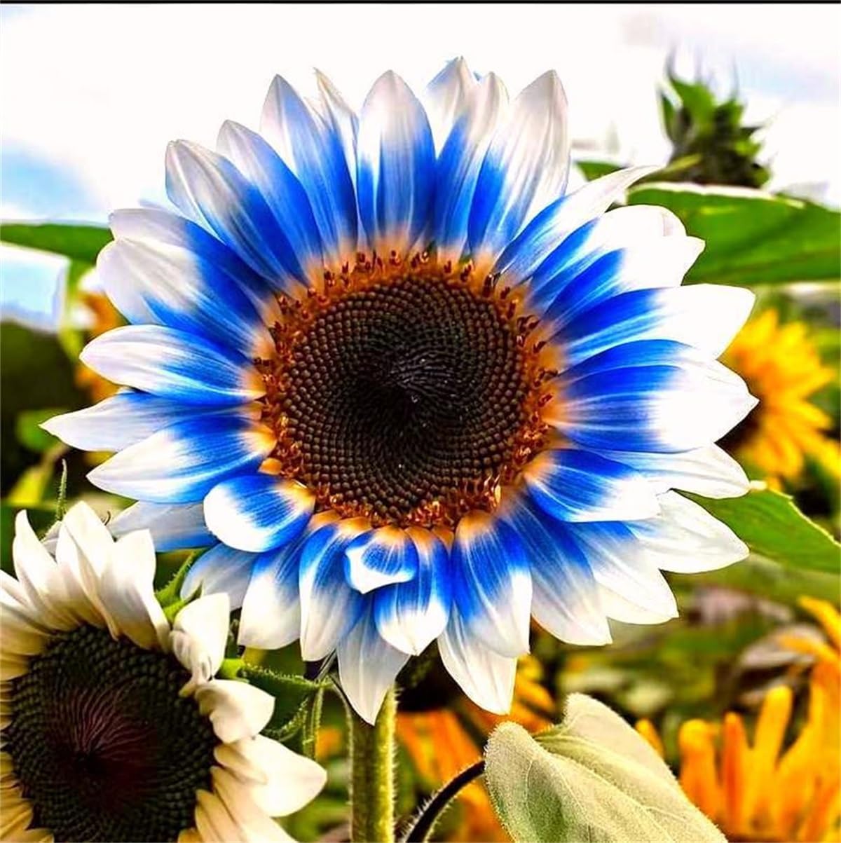 Midnight Blaze Sunflower Seeds for Planting Outdoors, Multiple