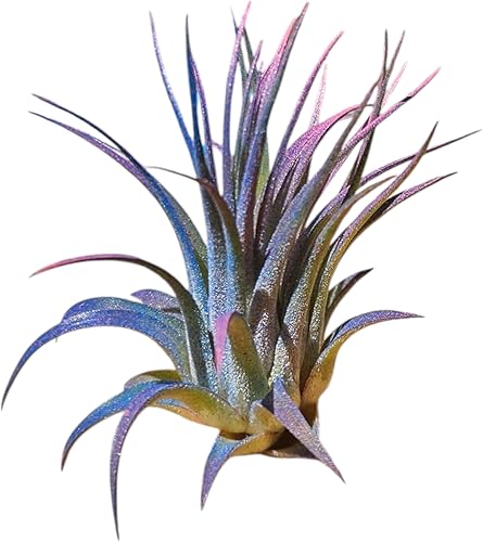 Miniatura 6 de It Blooms Rainforest Grown - Paquete de 3 plantas de aire Ionantha de varios tamaños, Tillandsia viva, de 1 a 3 pulgadas