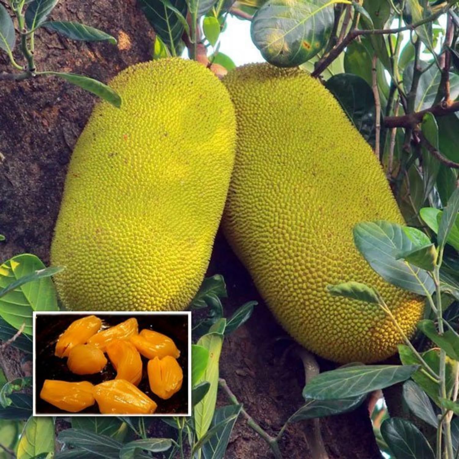 Hug A Plant | Thenvarikka Jackfruit (artocarpus heterophyllus) Fruit Live Plant (Home & Garden) (B0C7ZCQQ11) Amazon Price History, Amazon Price Tracker