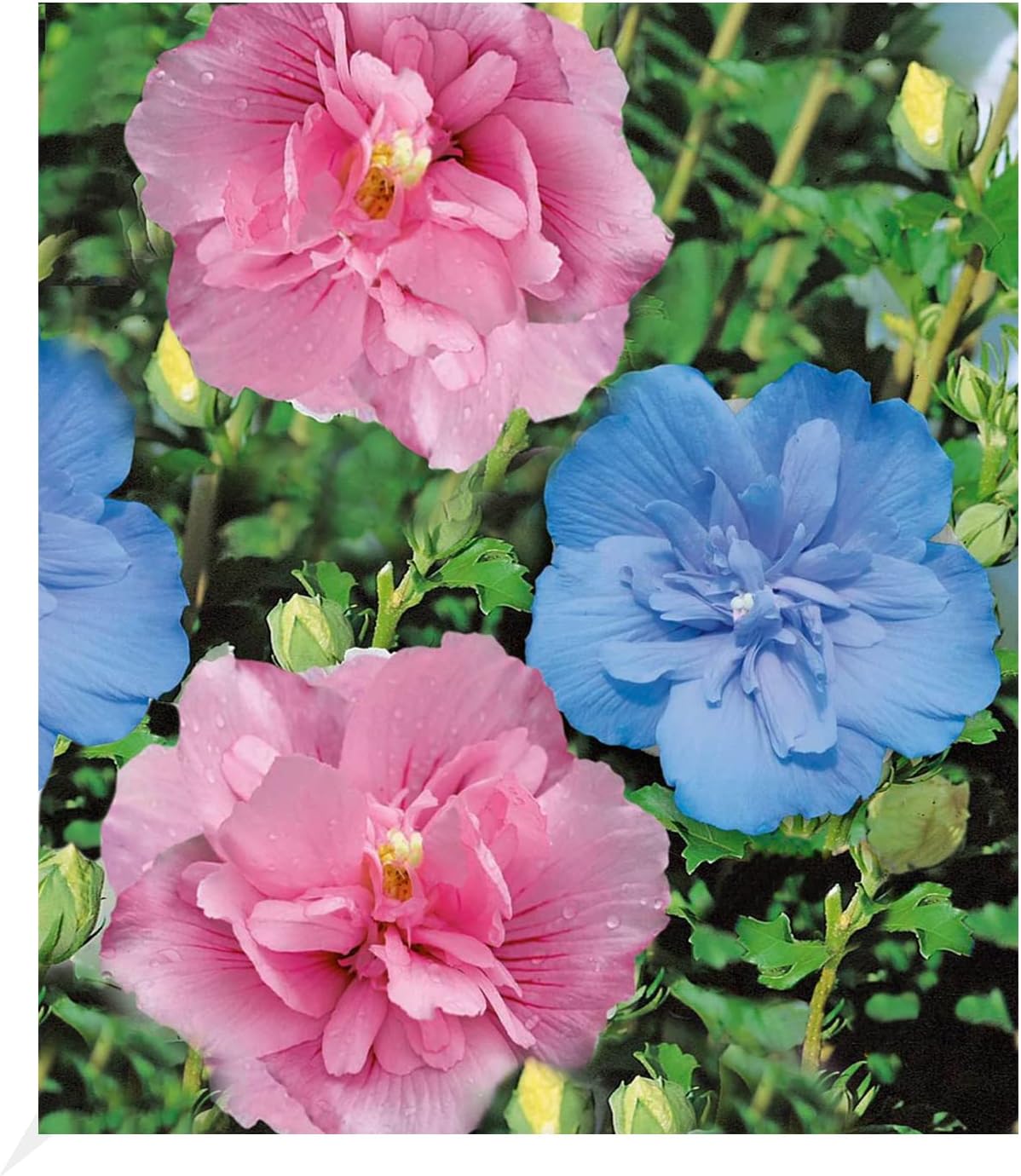 BALDUR Garten Hibiskus ChiffonKollektion 2 Pflanzen pink, blau