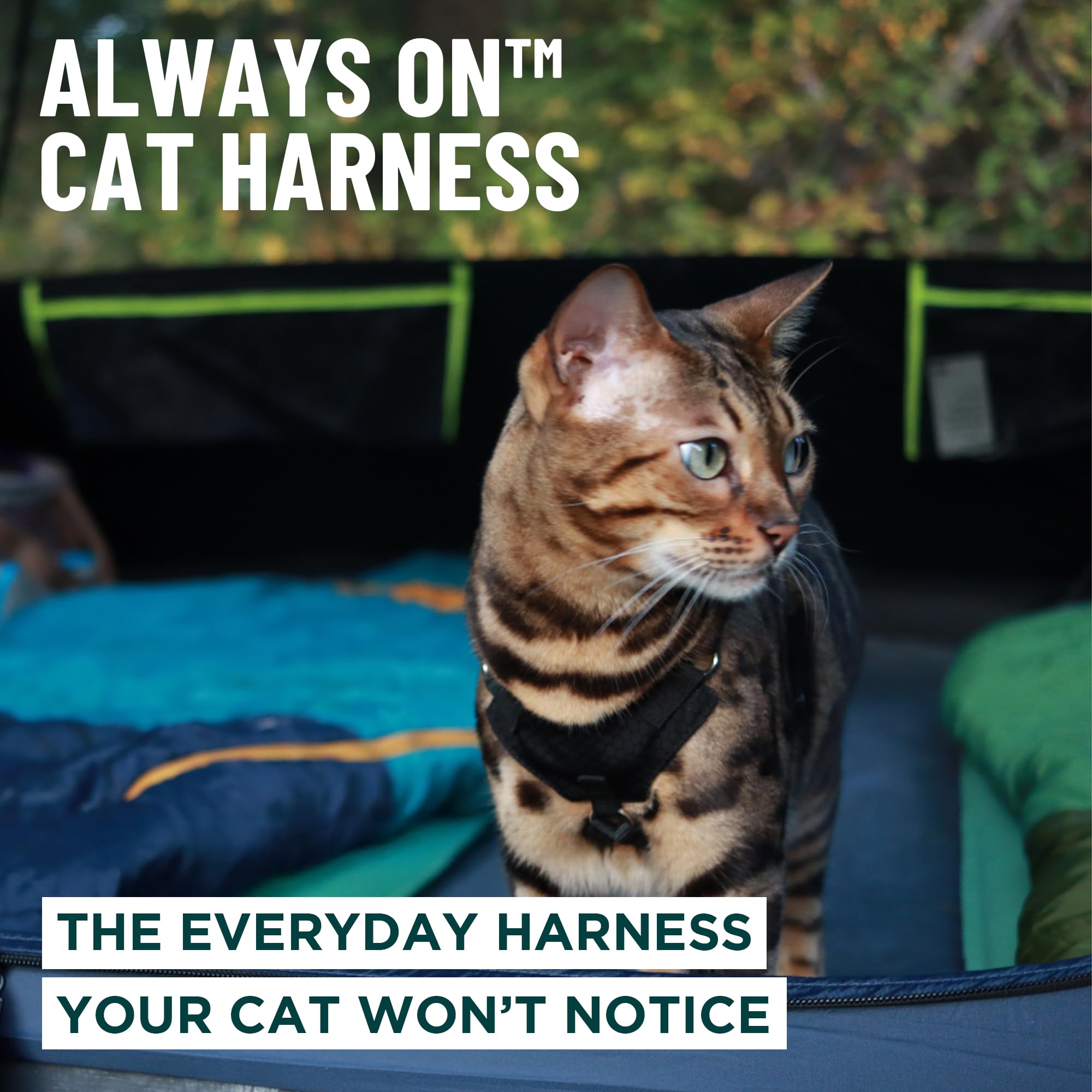 OutdoorBengal Always On™ Martingale Katzengeschirr und Leine, ausbruchsicheres Set – Weste für ganztägige Kätzchen-Abenteuer – erwachsene Katzen – Katzenleine und Geschirr ausbruchsicher + Leine